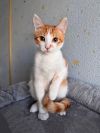 Тоша, маленький персиковый котенок, который ждёт своего человека