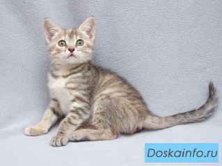 Крошка Зефирка, ласковый тигровый котенок ищет дом