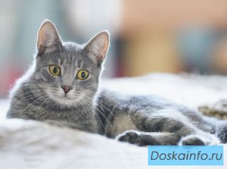 Бася, серебряная красавица, которая очень ждёт своего человека