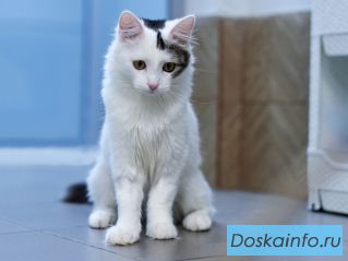 Элегантный красавец, молодой котик Гудвин ищет дом