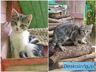 Очень нужен дом для двух котят,замерзающих на дачах