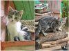 Очень нужен дом для двух котят,замерзающих на дачах
