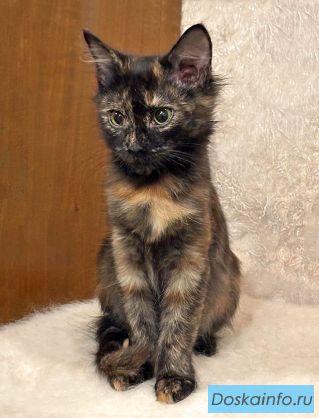 Руся, маленький черепаховый котенок, который хочет стать чьим-то родным