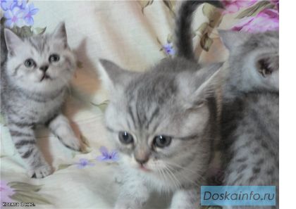 Вислоухие и прямоухие котята