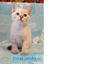 Тайские котята