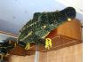 Аллигатор 180 см меховой