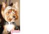 Стрижка йорков. Стрижка йорка. Стрижка собак. 