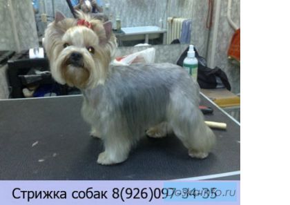 Стрижка собак в Москве
