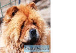 Собак и щенки в дар.Абсолютно домашние животные оказались в приюте!