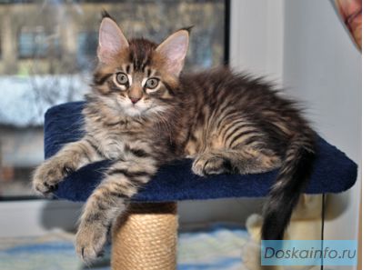 Продаются котята мейн-кун