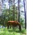Уменьшенная картинка