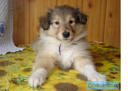 Колли щенки 