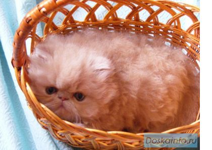 Персидский розовый котенок 2мес.!