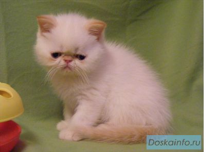 Экзотический плюшевый котенок 2мес.!