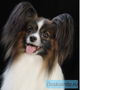 Папийон (Papillon) щенки.