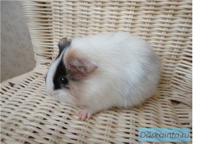 Морские свинки