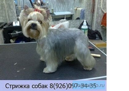Стрижка йорков в Москве