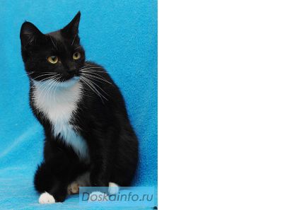 Молодая кошечка в дар