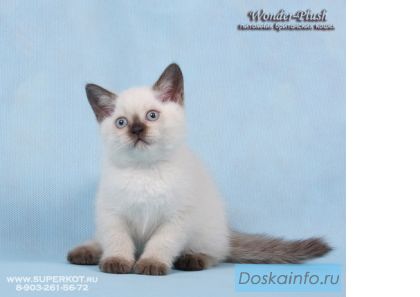 Продажа британских и шотландских котят