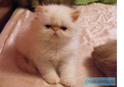 Персидский котенок 2мес.!
