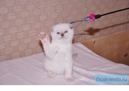 Скоттиш фолд котята