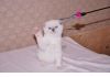 Скоттиш фолд котята