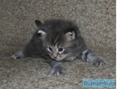 Продается котенок МЭЙН-КУН, 