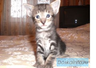 Продам котят метис мейн куна и ориентала 