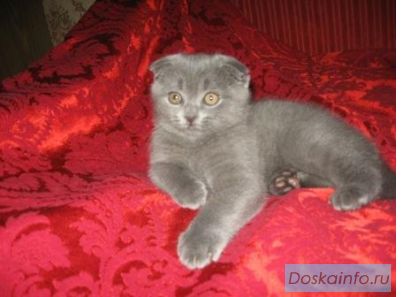 Шотландские вислоухие котята голубые и колор поинт