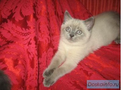 Шотландские котята голубые и колор-поинт