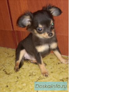Продаются щенки чихуахуа и взрослая девочка