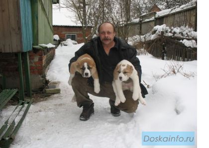 Продаю щенков Алабая
