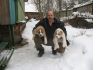 Продаю щенков Алабая