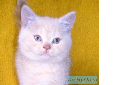 Британский котик модного в сезоне окраса