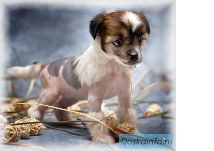 Продаются щенки Китайской хохлатой собаки