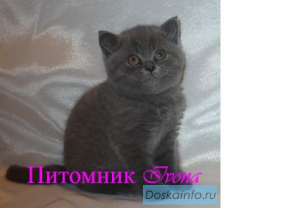 Продаются ласковые, ручные британские котята