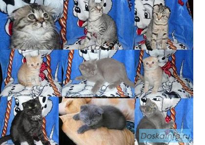 Британские и шотландские вислоухие котята