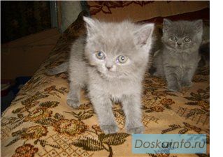 Британские котята