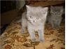 Британские котята
