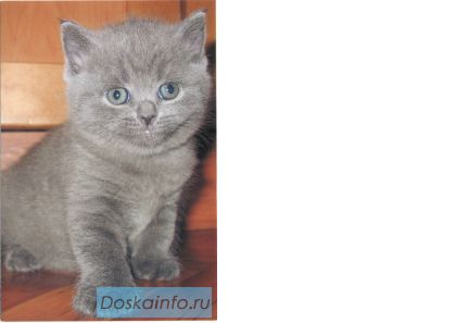 Котят шотландских продаю