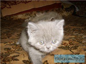 Британские голубые,лиловые, мрамор  котята