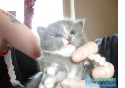 Сибирские котики