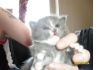Сибирские котики