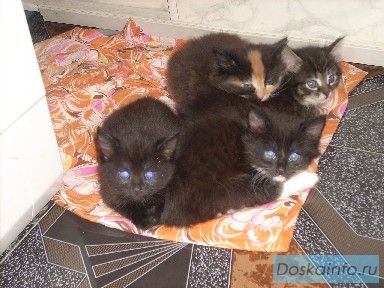 Сибирские котятки в дар