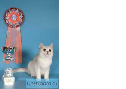Котята Британской шиншиллы