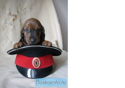 Таксы щенки