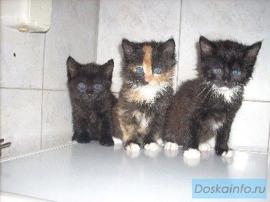 Сибирские котята в дар