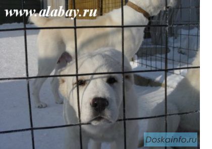 Продам щенков