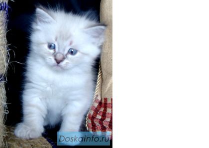 Невские маскарадные котята. Большой выбор, различные окрасы