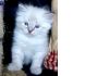 Невские маскарадные котята. Большой выбор, различные окрасы